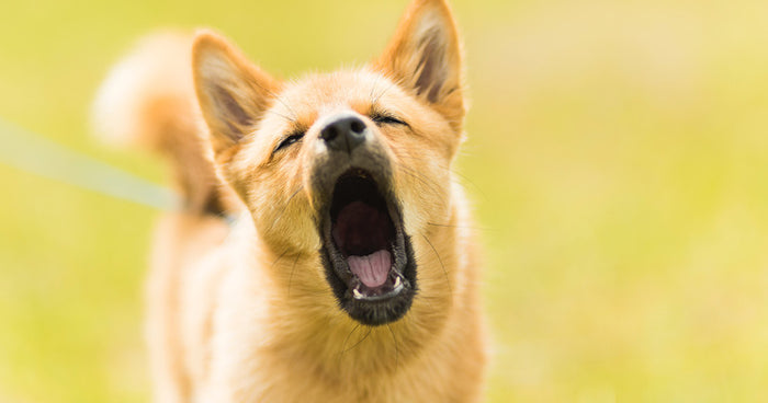 10 Möglichkeiten, meinen Hund weniger bellen zu lassen