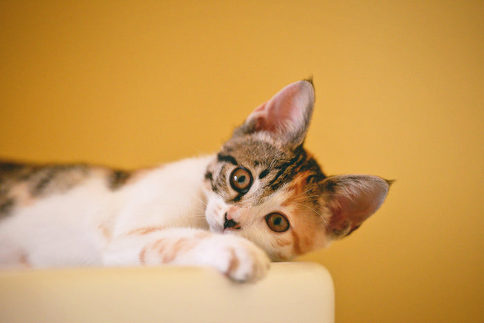 10 Möglichkeiten, meine Katze zum Abnehmen zu bringen