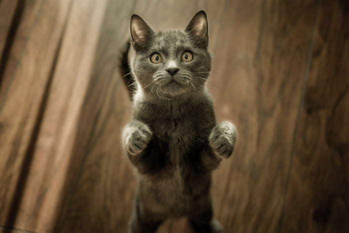 10 Möglichkeiten, Zeit mit Ihrer Katze zu verbringen