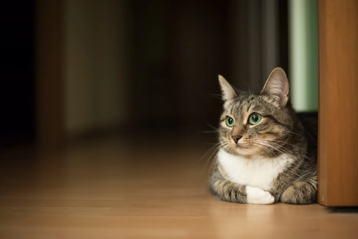 Hoelang kan een kat alleen zijn?