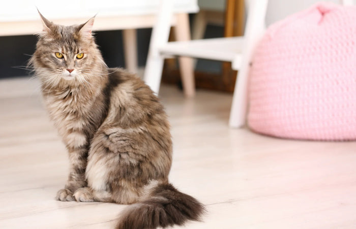 Automatische kattenbak voor je Maine Coon