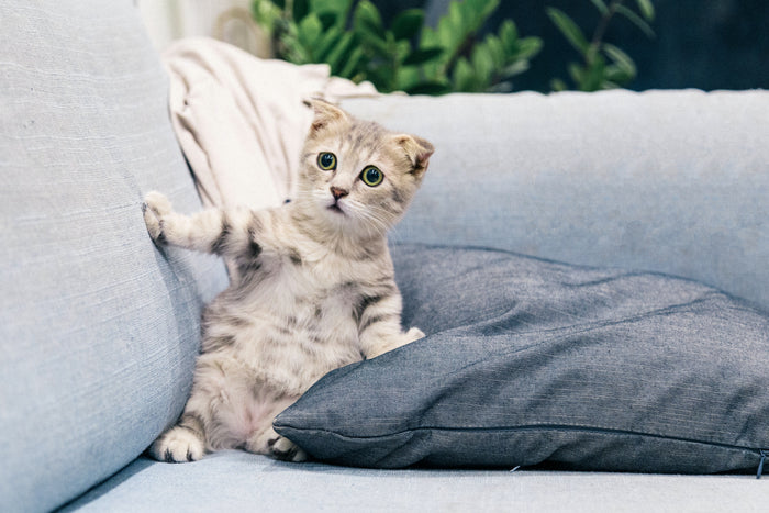 10 Möglichkeiten, Ihre Katze zu finden