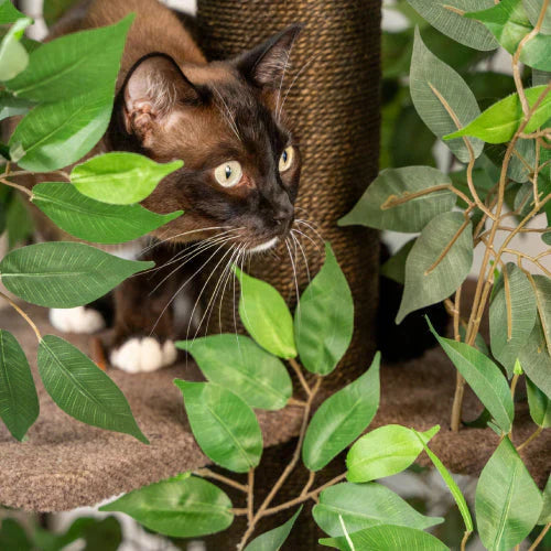 Dierenaccessoires